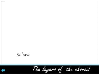 Sclera
 