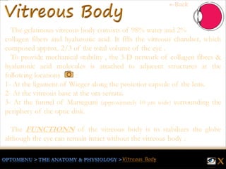 The gelatinous vitreous body consists of 98% water and 2%
collagen fibers and hyaluronic acid. It fills the vitreous chamber, which
composed approx. 2/3 of the total volume of the eye .
To provide mechanical stability , the 3-D network of collagen fibres &
hyaluronic acid molecules is attached to adjacent structures at the
following locations :
1- At the ligament of Wieger along the posterior capsule of the lens.
2- At the vitreous base at the ora serrata.
3- At the funnel of Martegiani (approximately 10 μm wide) surrounding the
periphery of the optic disk.
The FUNCTIONN of the vitreous body is to stabilizes the globe
although the eye can remain intact without the vitreous body .
←Back
 
