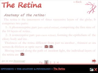 41Pg. 2 3
The retina is the innermost of three successive layers of the globe. It
comprises two parts:
1- A photoreceptive part (pars optical retinae), comprising the first nine of
the 10 layers of retina .
2- A nonreceptive part (pars caeca retinae), forming the epithelium of the
ciliary body and iris .
Thickness of the retina different from part to another , thinnest at ora
serrata & thickest at optic nerve .
Moving inward along the path of incident light, the individual layers of
the retina are :
←Back
 