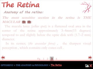 431Pg. 2
The most sensitive section in the retina is THE
MACULAR :
The macula lutea (yellow spot); is a flattened oval area in the
center of the retina approximately 3–4mm(15 degrees)
temporal to and slightly below the optic disk with (1.7–2 mm)
diameter.
In its center; (the avascular fovea) , the sharpest visual
perception , which contains only cones cell .
 