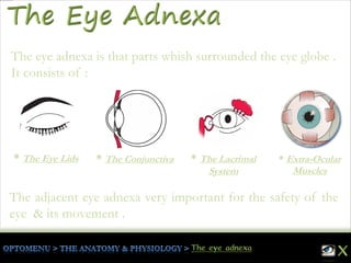 The eye adnexa is that parts whish surrounded the eye globe .
It consists of :
The adjacent eye adnexa very important for the safety of the
eye & its movement .
* The Eye Lids * The Lacrimal
System
* The Conjunctiva * Extra-Ocular
Muscles
 
