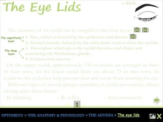 1Pg. 2
The anatomy of an eyelid can be simplified into four layers :
1- Skin, which is formed by the epidermis and dermis .
2- Striated muscle, formed by the orbicularis oculi to close the eyelids.
3- Tarsal plate which gives the eyelid firmness and shape and
containing the Meibomian glands .
4- Conjunctival mucosa .
On the upper eyelid, approximately 150 eyelashes are arranged in three
or four rows; on the lower eyelid there are about 75 in two rows. As
eyebrows,the eyelashes help prevent dust and sweat from entering the eye.
Different types of muscle groups specialize in eyelid movements, whose
closing takes three forms:
- By blinking, - By reflex, - And consciously.
The superficial
layer
The deep
layer
←Back
 