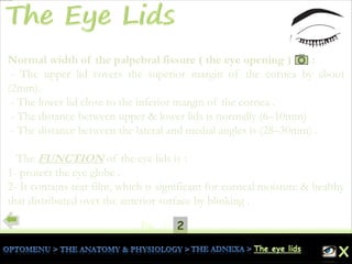 21Pg.
Normal width of the palpebral fissure ( the eye opening ) :
- The upper lid covers the superior margin of the cornea by about
(2mm).
- The lower lid close to the inferior margin of the cornea .
- The distance between upper & lower lids is normally (6–10mm) .
- The distance between the lateral and medial angles is (28–30mm) .
The FUNCTION of the eye lids is :
1- protect the eye globe .
2- It contains tear film, which is significant for corneal moisture & healthy
that distributed over the anterior surface by blinking .
 