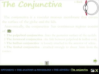 1Pg. 2
The conjunctiva is a vascular mucous membrane that covers
the surface of the globe and the lids.
Anatomically, the conjunctiva has continuous regions consist
of :
1-The palpebral conjunctiva : lines the posterior surface of the eyelids.
2-The forniceal conjunctiva : the link between palpebral & bulbar conj.
3-The bulbar conjunctiva : is loosely attached to the anterior of sclera .
4-The limbal conjunctiva : attached strongly to about 3mm from the
cornea .
←Back
 