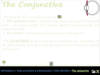 21Pg.
Histologically, the conjunctiva consist of :
1- The epithelium layer : contains basal, wing, and superficial cuboidal
layers . & contains goblet cells (mucous glands), langerhans cells, and
melanocytes cells .
2- The stroma : contains nerves, blood vessels, and lymphatic .
The FUNCTION of the conjunctiva is to facilitate the movements of
the globe and lids while protecting the orbital contents from the external
environment.
 