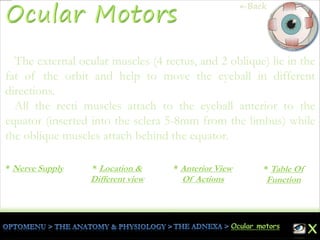 The external ocular muscles (4 rectus, and 2 oblique) lie in the
fat of the orbit and help to move the eyeball in different
directions.
All the recti muscles attach to the eyeball anterior to the
equator (inserted into the sclera 5-8mm from the limbus) while
the oblique muscles attach behind the equator.
* Table Of
Function
* Anterior View
Of Actions
* Location &
Different view
* Nerve Supply
←Back
 