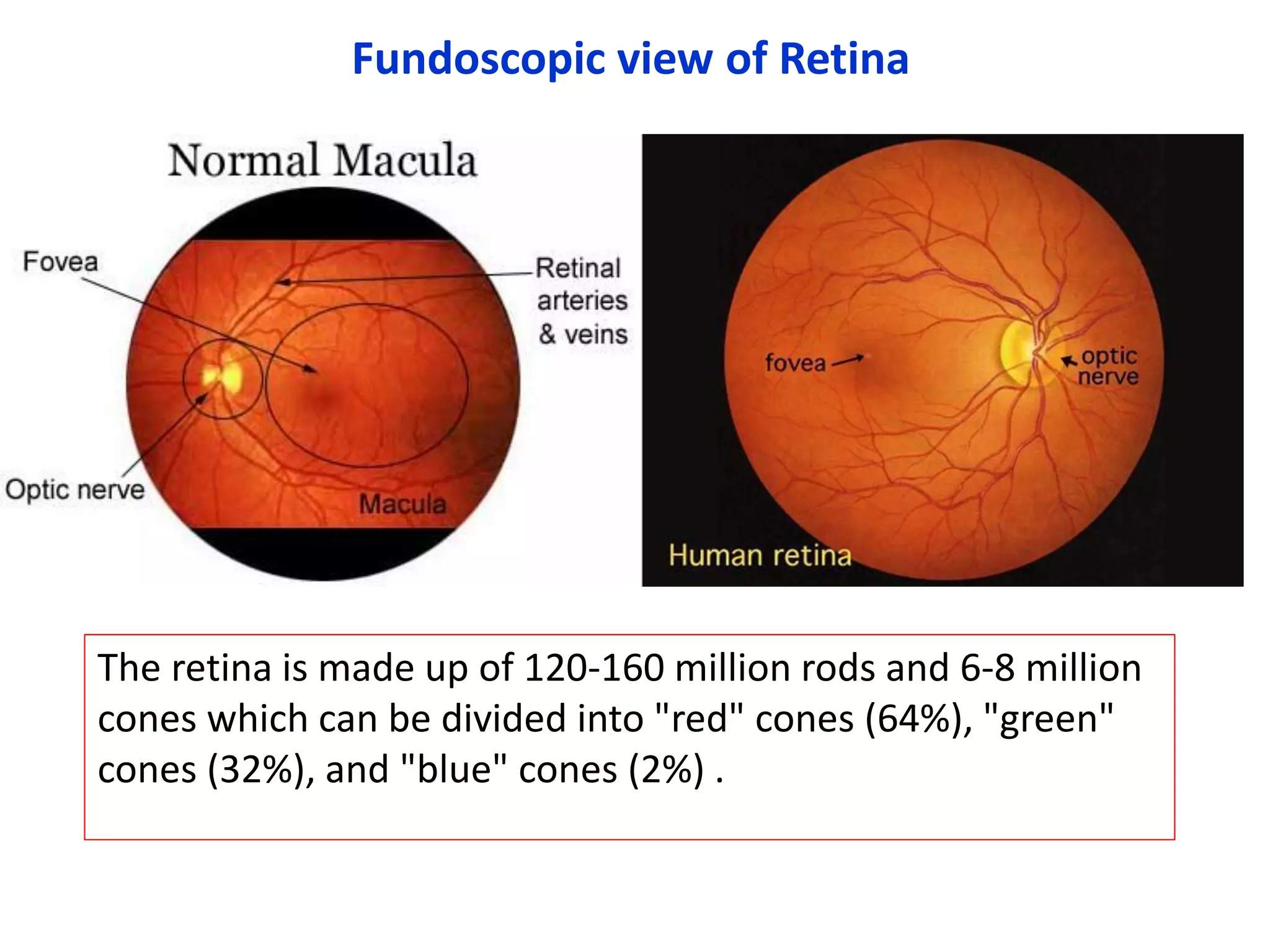 The eyeball anatomy | PDF