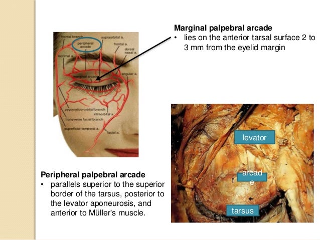 The eyelid