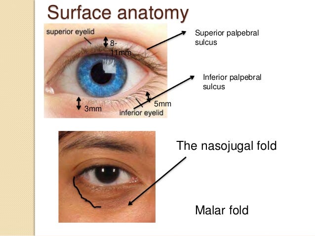 The eyelid