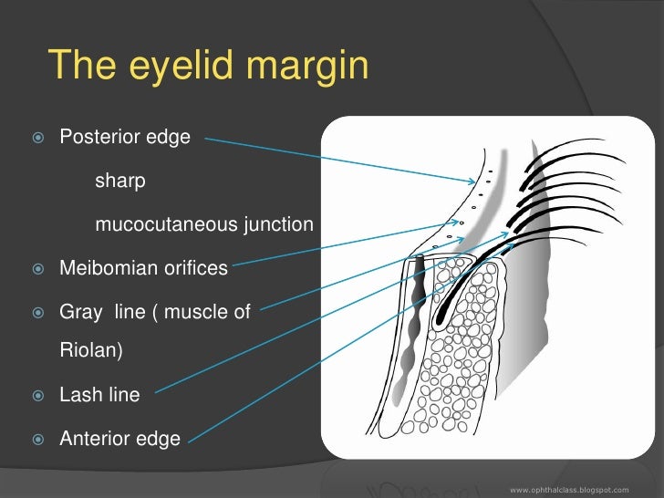 Lids and Adnexa Class1 The eyelid margin