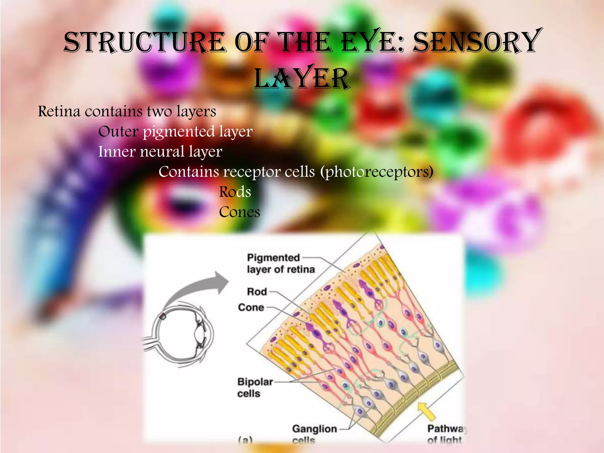 Structure of the Eye: Sensory
              Layer
Retina contains two layers
         Outer pigmented layer
         Inner neural layer
                  Contains receptor cells (photoreceptors)
                           Rods
                           Cones
 