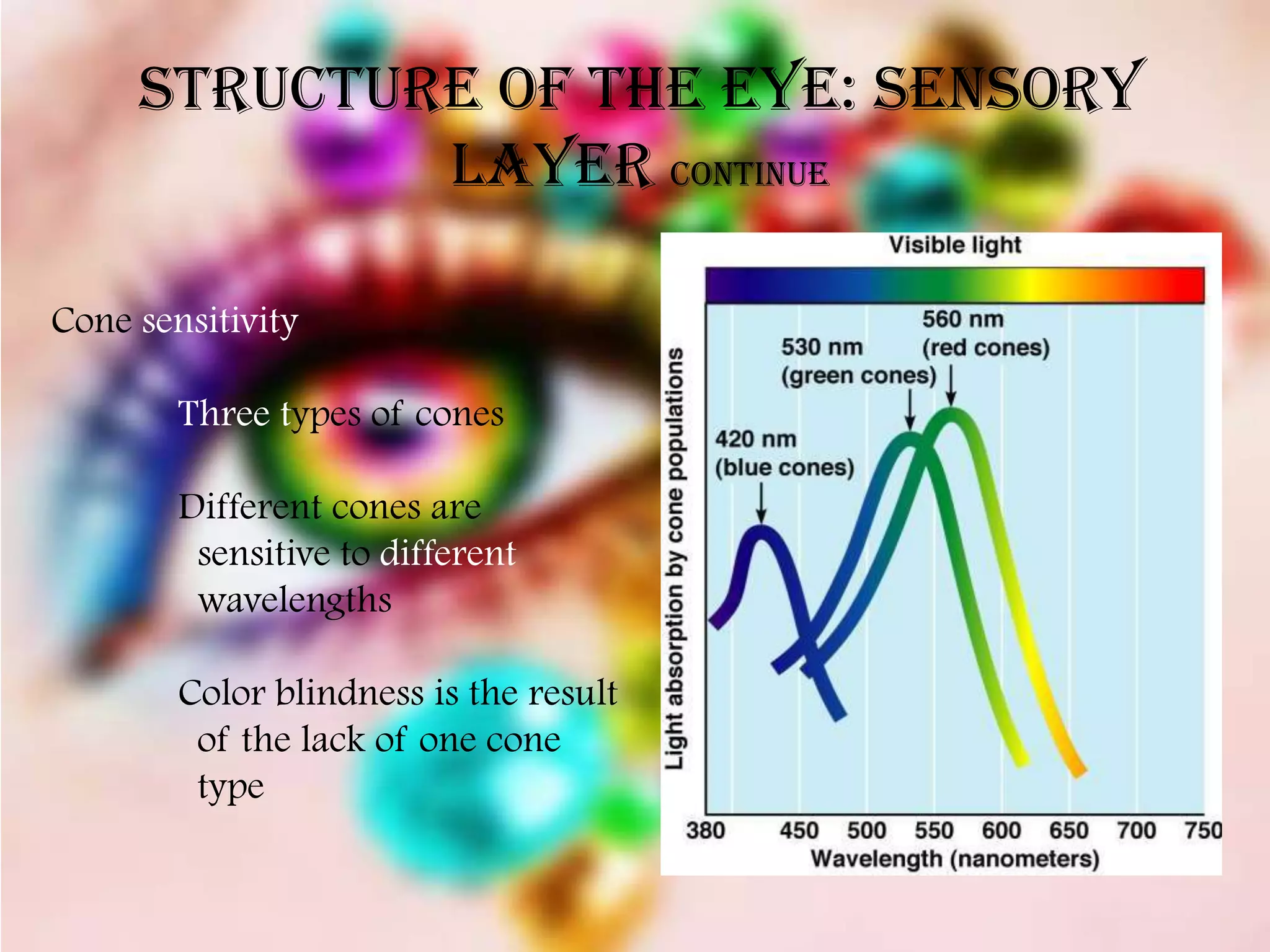 Structure of the Eye: Sensory
             Layer continue

Cone sensitivity

        Three types of cones

        Different cones are
         sensitive to different
         wavelengths

        Color blindness is the result
         of the lack of one cone
         type
 