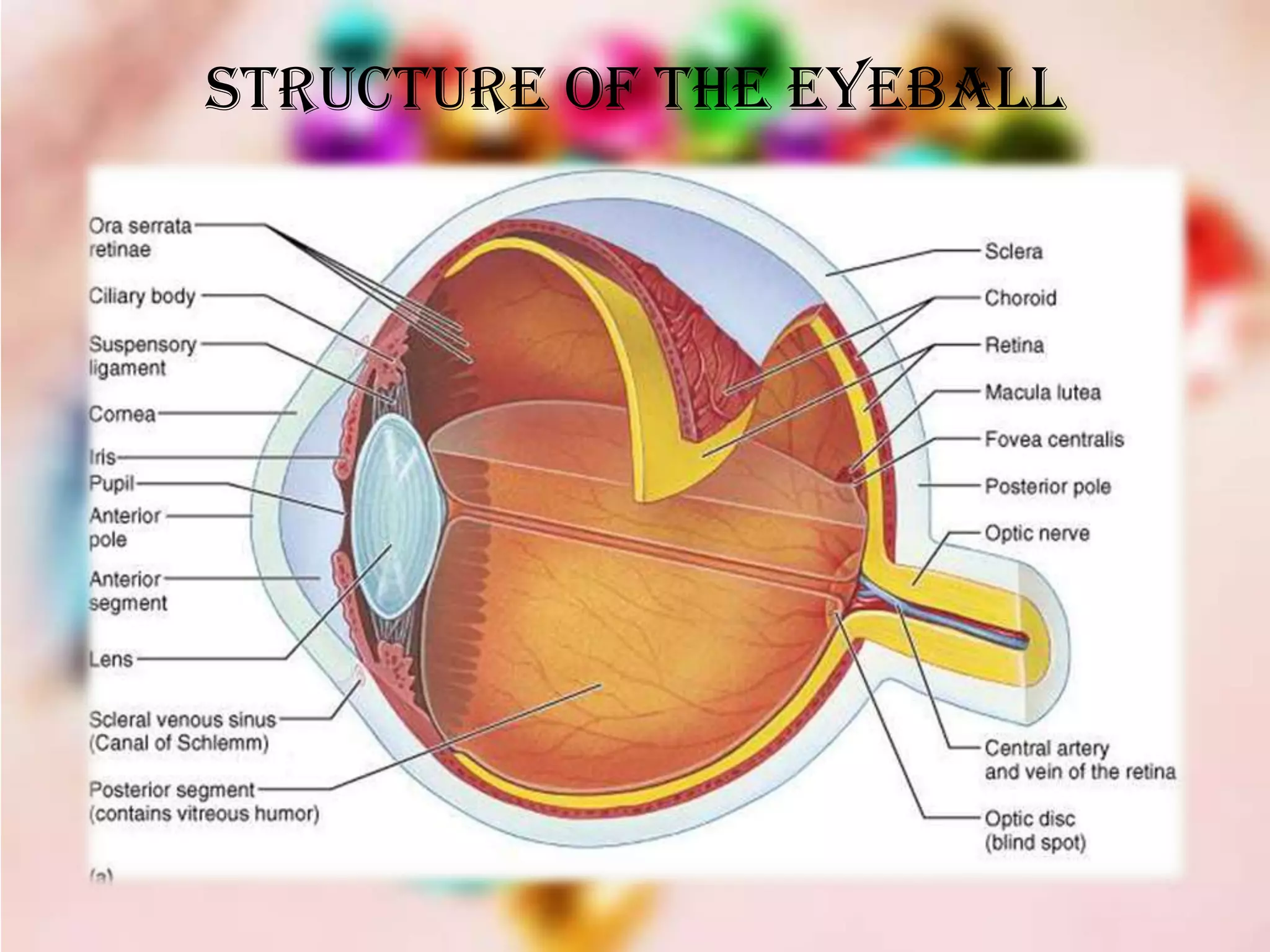 STRUCTURE OF THE EYEBALL
 