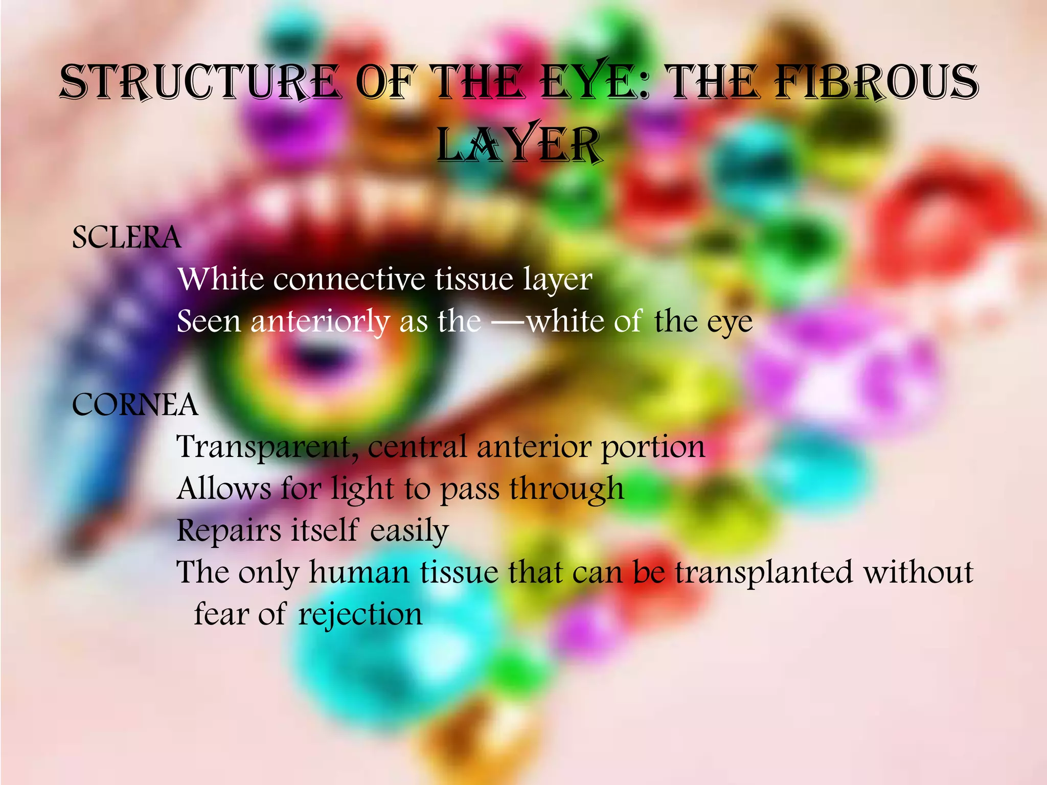 Structure of the Eye: The Fibrous
             Layer
SCLERA
      White connective tissue layer
      Seen anteriorly as the ―white of the eye

CORNEA
     Transparent, central anterior portion
     Allows for light to pass through
     Repairs itself easily
     The only human tissue that can be transplanted without
      fear of rejection
 