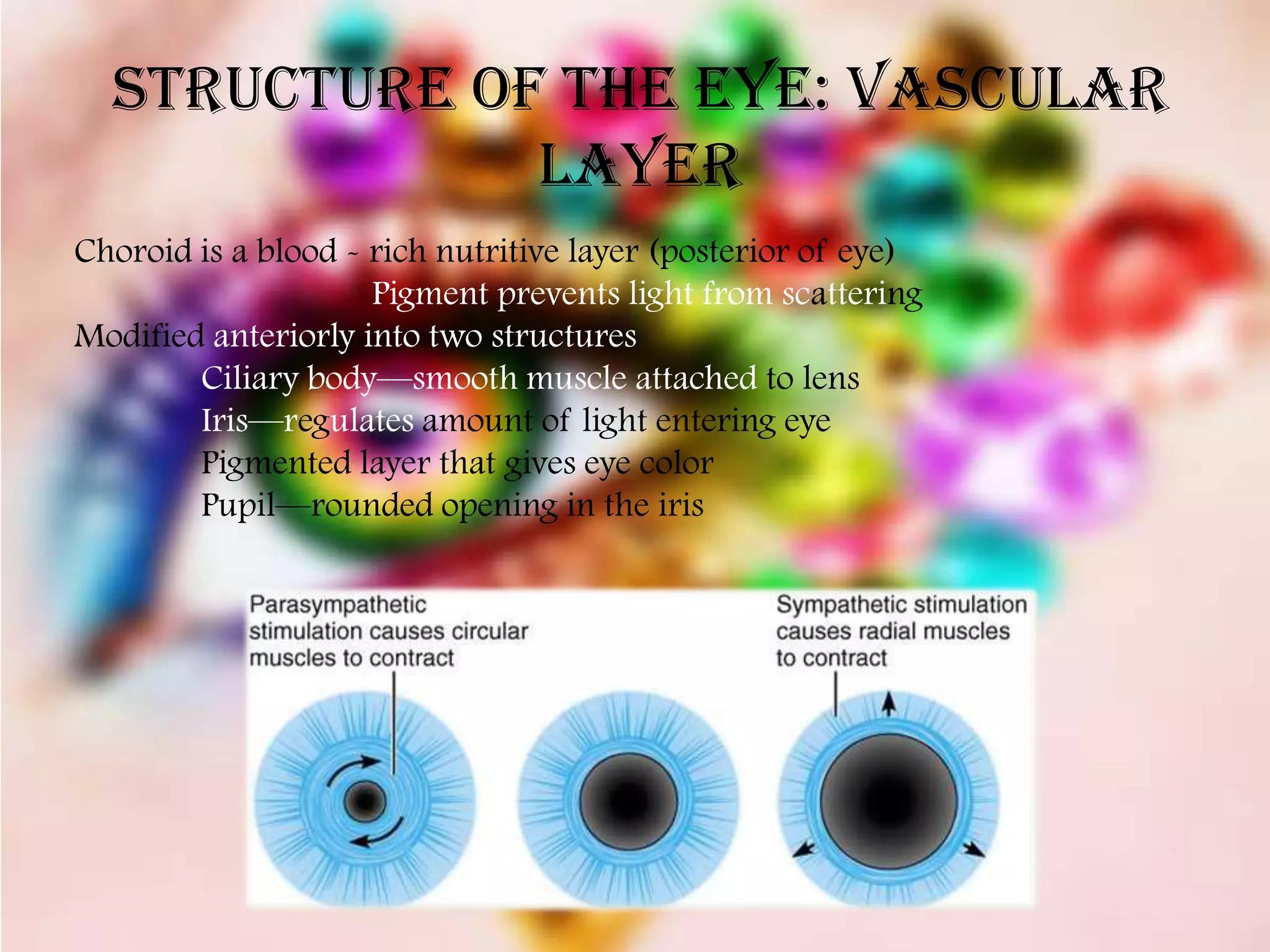 Structure of the Eye: Vascular
              Layer
Choroid is a blood - rich nutritive layer (posterior of eye)
                     Pigment prevents light from scattering
Modified anteriorly into two structures
        Ciliary body—smooth muscle attached to lens
        Iris—regulates amount of light entering eye
        Pigmented layer that gives eye color
        Pupil—rounded opening in the iris
 