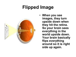 Eye Anatomy | PPTX