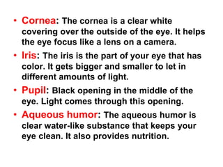 Eye Anatomy | PPTX