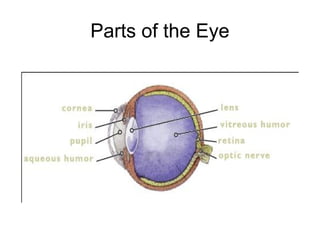 Parts of the Eye
 