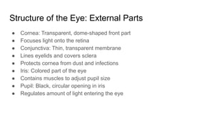 The Eye Structure, Function, and Common Defects.pdf