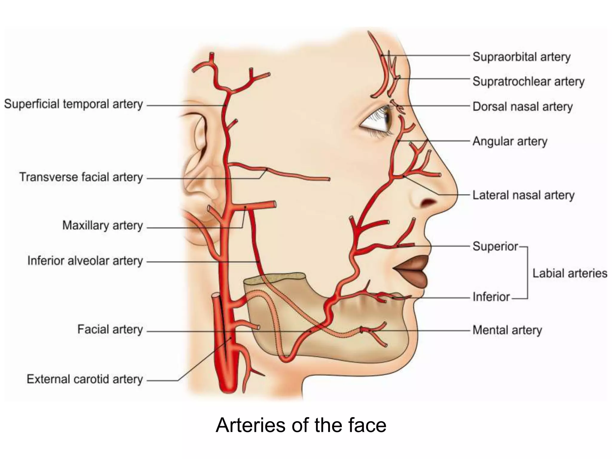 The Face Anatomy PPTX