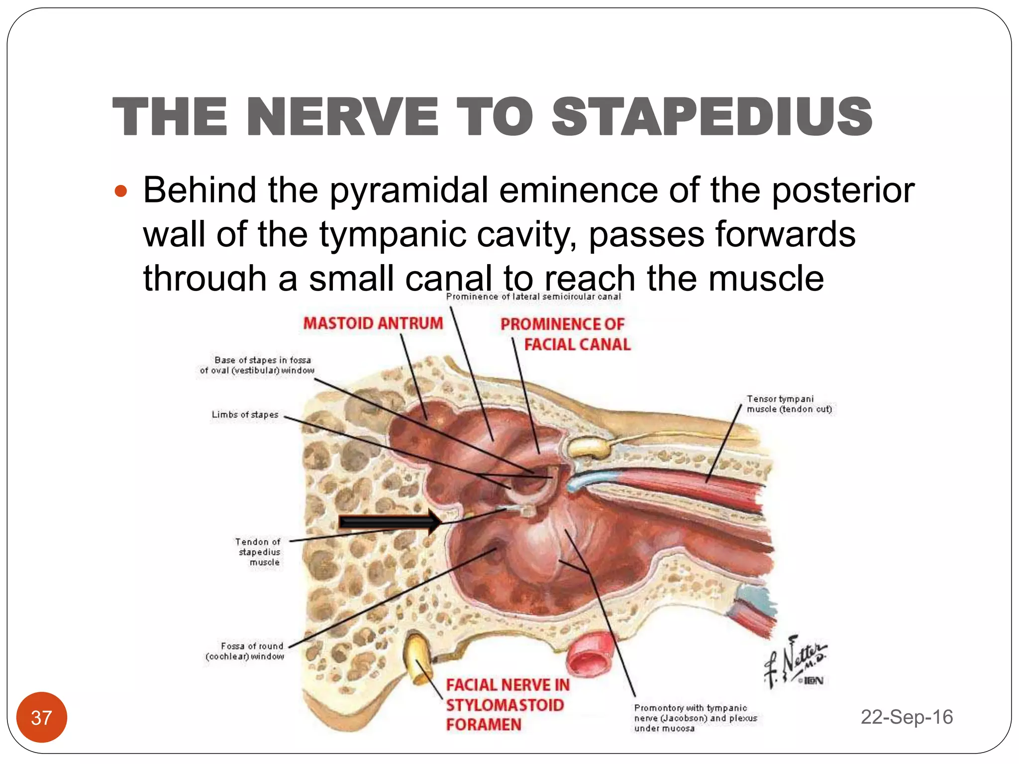 The facial nerve | PPTX