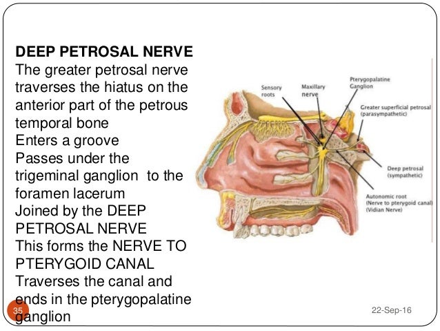 Greater Petrosal Nerve