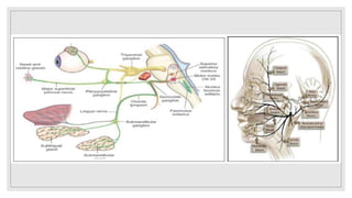 The facial nerve- anatomy and clinical examination | PPTX