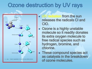 Ozone destruction by UV rays
 UV radiation from the sun
releases the radicals Cl and
ClO.
 Ozone is a highly unstable
molecule so it readily donates
its extra oxygen molecule to
free radical species such as
hydrogen, bromine, and
chlorine.
 These compound species act
as catalysts in the breakdown
of ozone molecules.
 