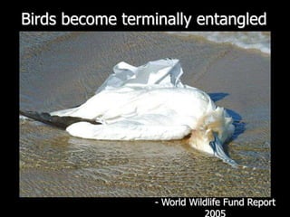 Birds become terminally entangled - World Wildlife Fund Report 2005
