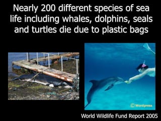 Nearly 200 different species of sea life including whales, dolphins, seals and turtles die due to plastic bagsWorld Wildlife Fund Report 2005