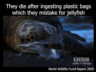 They die after ingesting plastic bags which they mistake for jellyfishWorld Wildlife Fund Report 2005