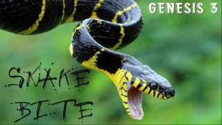 SNAKE
BITE
GENESIS 3
 