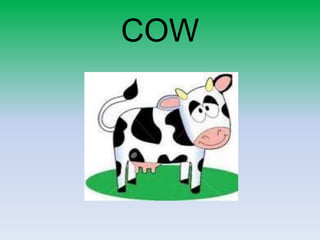 COW
 