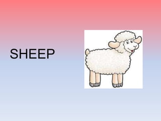 SHEEP
 