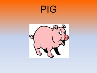 PIG
 
