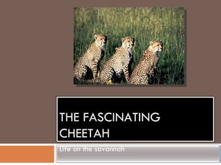 THE FASCINATING CHEETAH Life on the savannah 