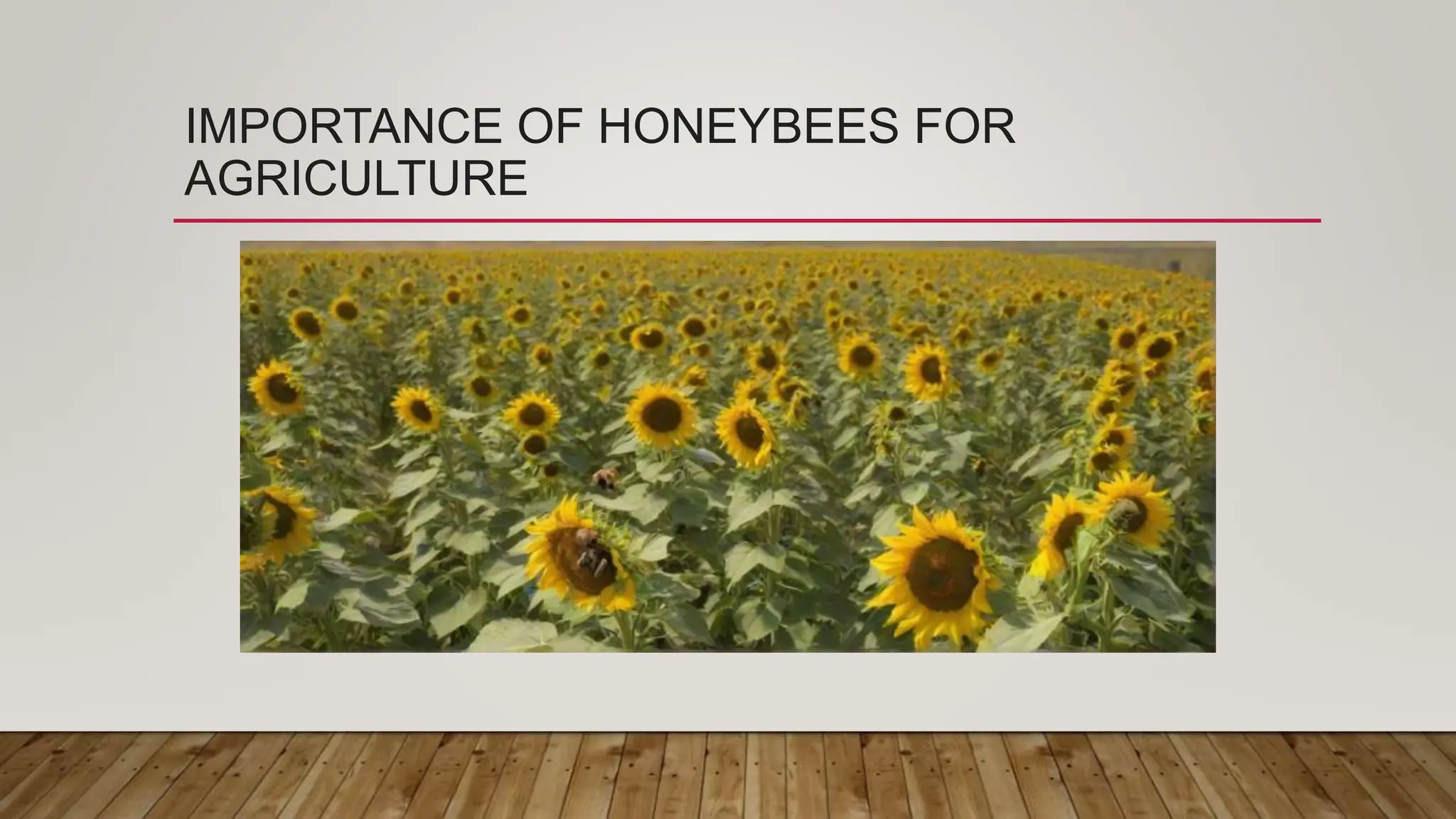 the-fascinating-world-of-honeybees-exploring-the-lives-contributions