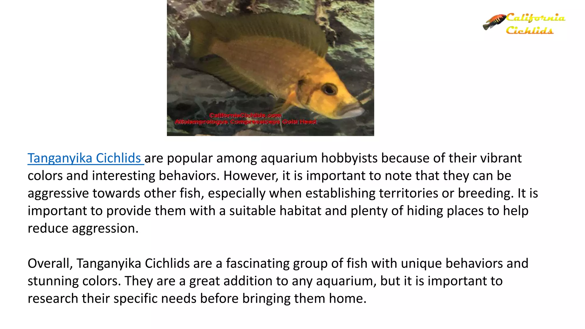 View of The Fascinating World of Tanganyika Cichlids Behavior, Habitat, and ...