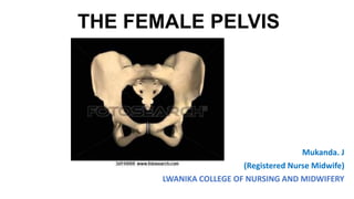 THE FEMALE PELVIS
Mukanda. J
(Registered Nurse Midwife)
LWANIKA COLLEGE OF NURSING AND MIDWIFERY
 