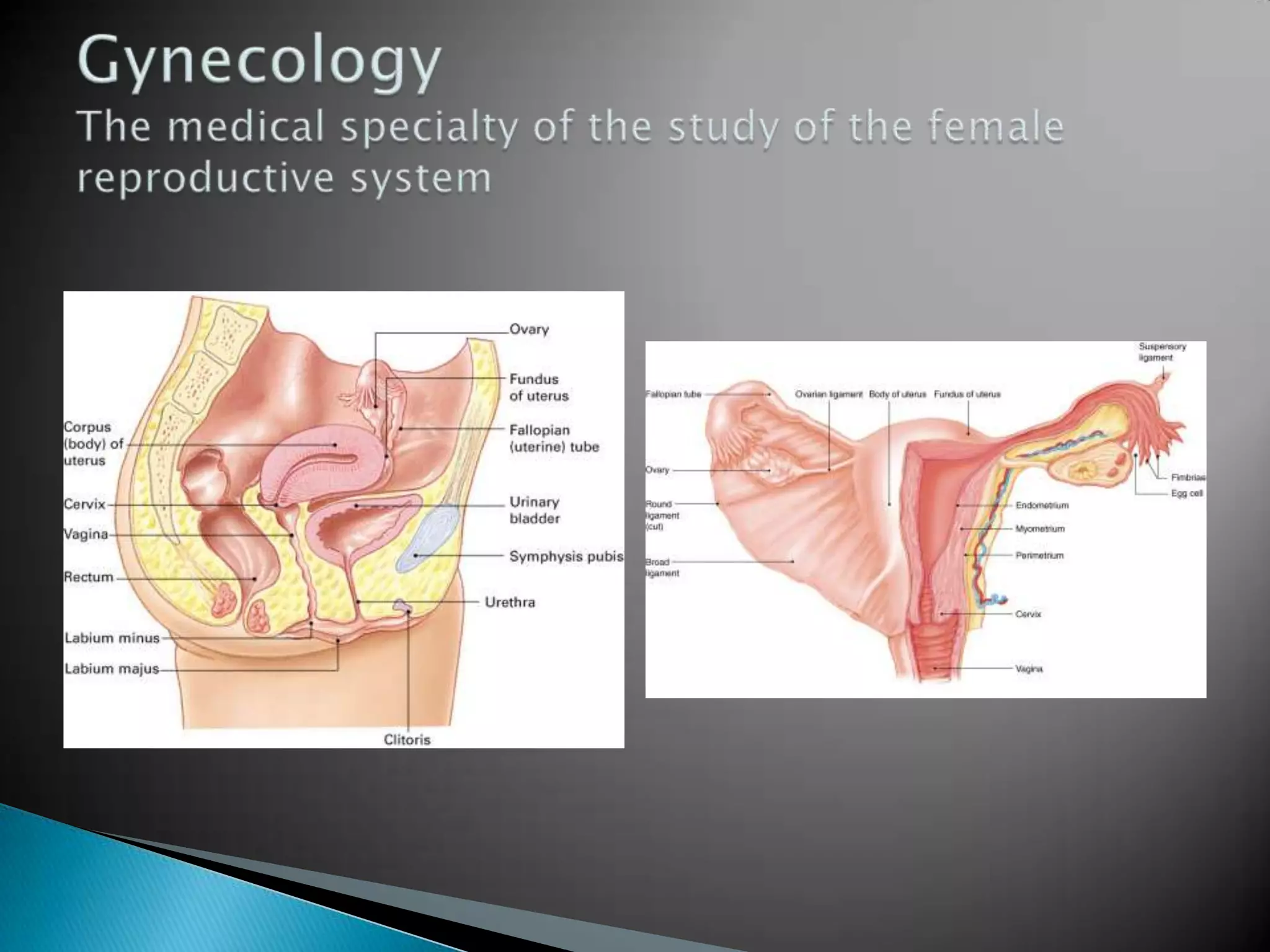 GynecologyThe medical specialty of the study of the female reproductive system