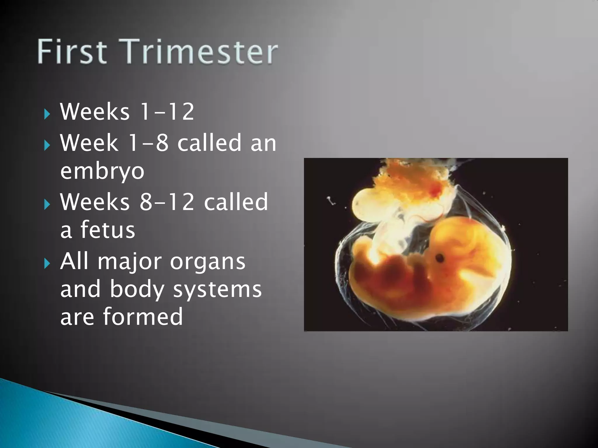 Weeks 1-12Week 1-8 called an embryoWeeks 8-12 called a fetusAll major organs and body systems are formedFirst Trimester