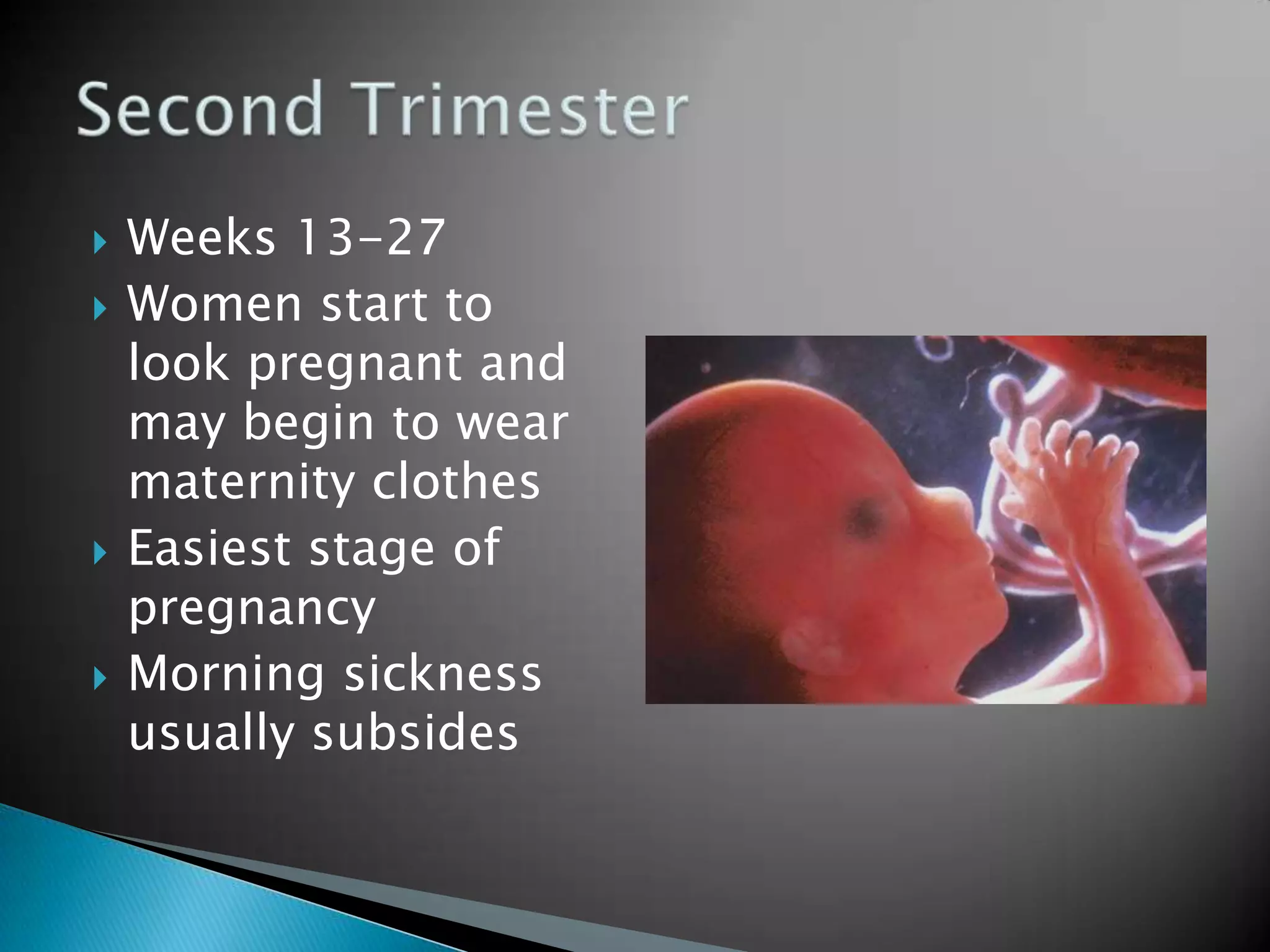 Weeks 13-27Women start to look pregnant and may begin to wear maternity clothesEasiest stage of pregnancyMorning sickness usually subsidesSecond Trimester