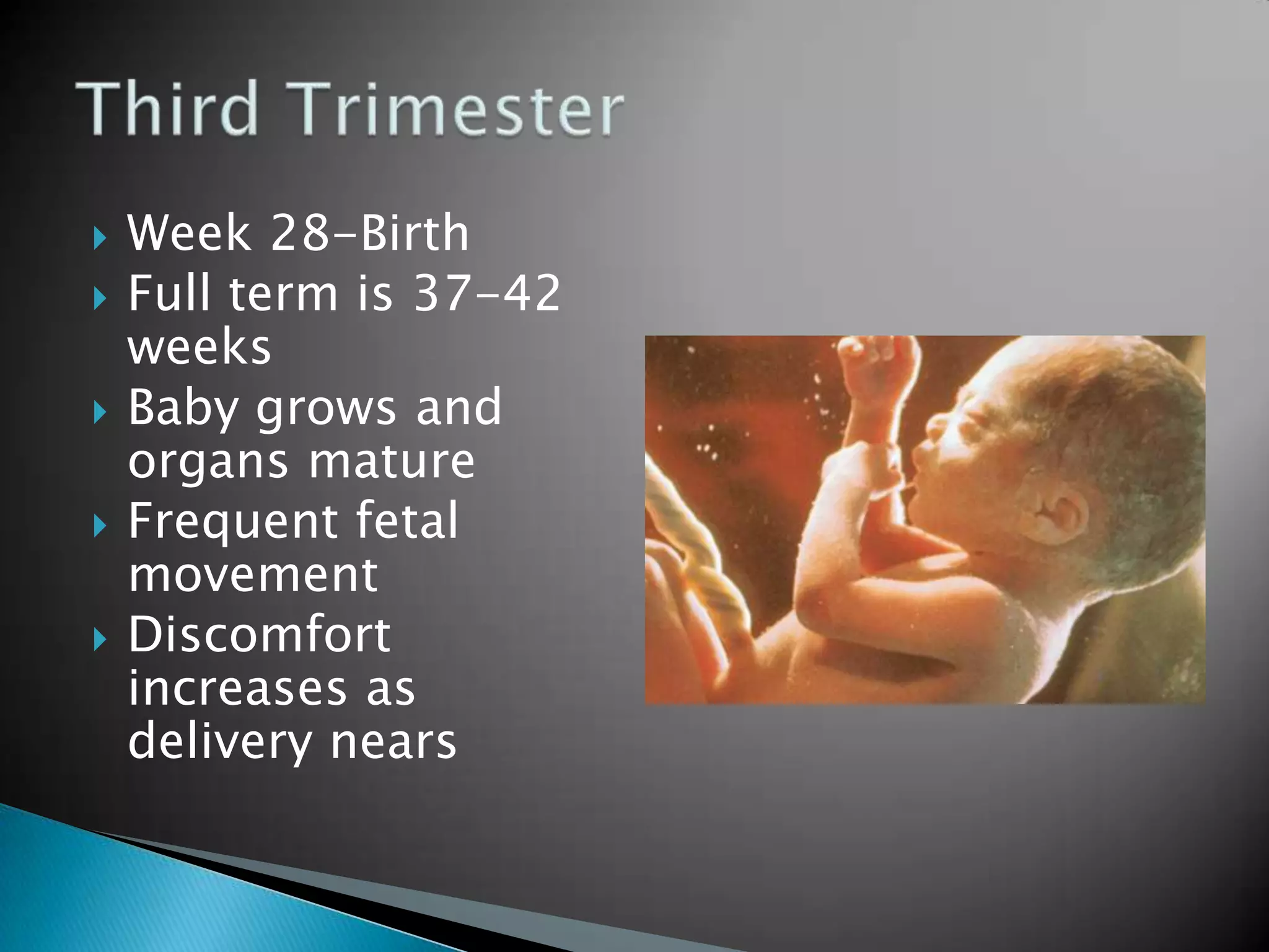 Week 28-BirthFull term is 37-42 weeksBaby grows and organs matureFrequent fetal movementDiscomfort increases as delivery nearsThird Trimester