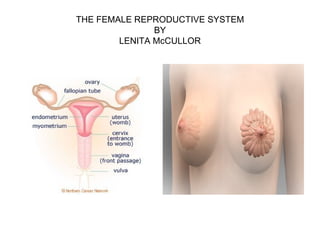 THE FEMALE REPRODUCTIVE SYSTEM BY LENITA McCULLOR 