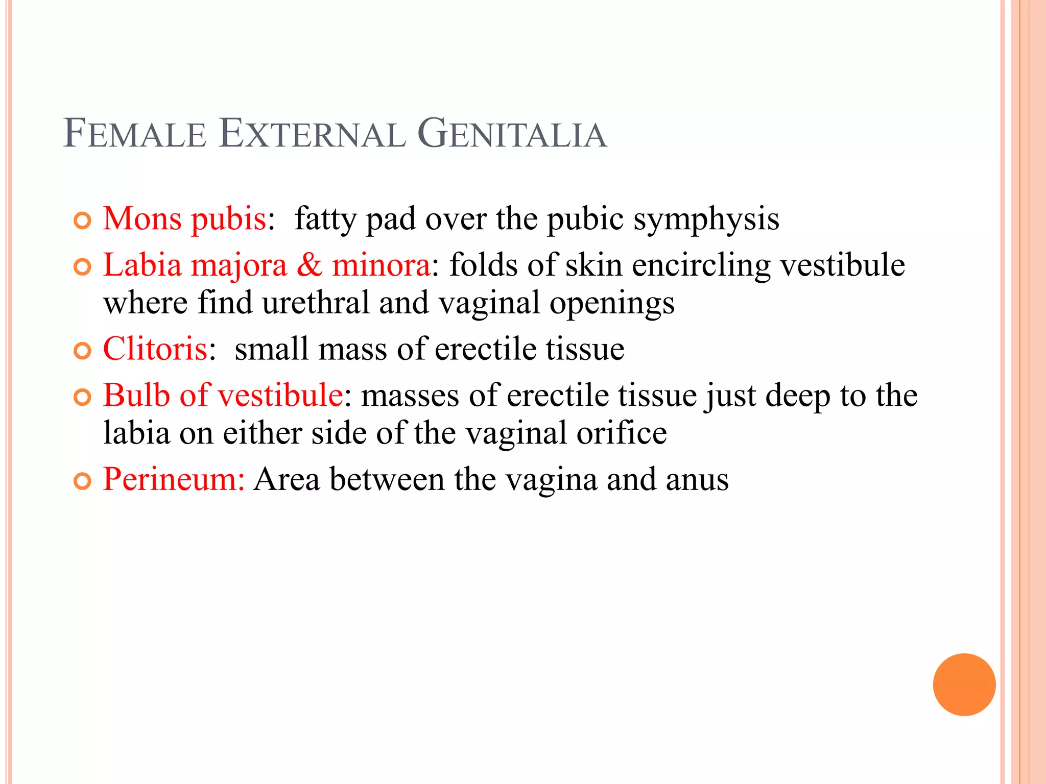 The Female Reproductive System 2 ppt Pregnancy Reproductive Health the-female-reproductive-system-2-ppt-pregnancy-reproductive-health