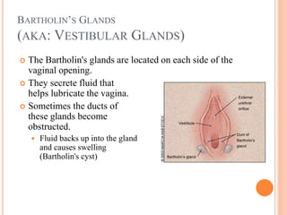 The Female Reproductive System 2.ppt