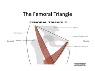 Trautsmann Triangle The Femoral Triangle.pptx