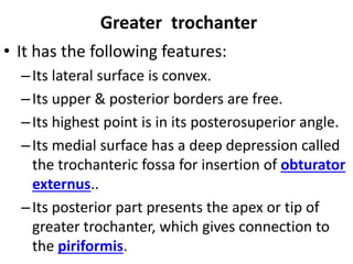 Greater trochanter
• It has the following features:
–Its lateral surface is convex.
–Its upper & posterior borders are free.
–Its highest point is in its posterosuperior angle.
–Its medial surface has a deep depression called
the trochanteric fossa for insertion of obturator
externus..
–Its posterior part presents the apex or tip of
greater trochanter, which gives connection to
the piriformis.
 