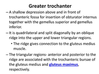 Greater trochanter
– A shallow depression above and in front of
trochanteric fossa for insertion of obturator internus
together with the gemellus superior and gemellus
inferior.
– It is quadrilateral and split diagonally by an oblique
ridge into the upper and lower triangular regions.
• The ridge gives connection to the gluteus medius
muscle.
– The triangular regions- anterior and posterior to the
ridge are associated with the trochanteric bursae of
the gluteus medius and gluteus maximus,
respectively.
 
