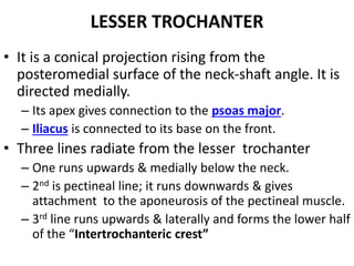 LESSER TROCHANTER
• It is a conical projection rising from the
posteromedial surface of the neck-shaft angle. It is
directed medially.
– Its apex gives connection to the psoas major.
– Iliacus is connected to its base on the front.
• Three lines radiate from the lesser trochanter
– One runs upwards & medially below the neck.
– 2nd is pectineal line; it runs downwards & gives
attachment to the aponeurosis of the pectineal muscle.
– 3rd line runs upwards & laterally and forms the lower half
of the “Intertrochanteric crest”
 